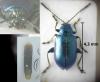 Altica sp.